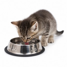 Stainless Steel Kitten Water Food Bowl