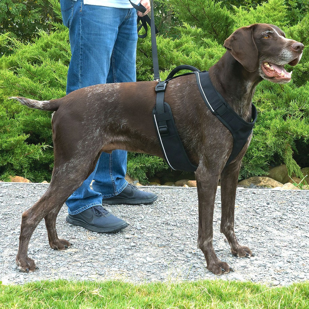 EasySport™ Dog Harness - Large - Black