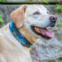 Kurgo RSG Dog Collar Small