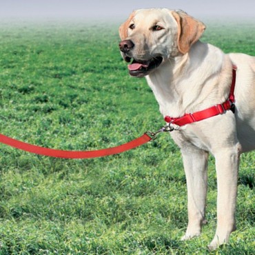 Easy Walk Dog Harness - Large - Red