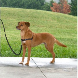 Easy Walk Dog Harness - Small-Medium - Black