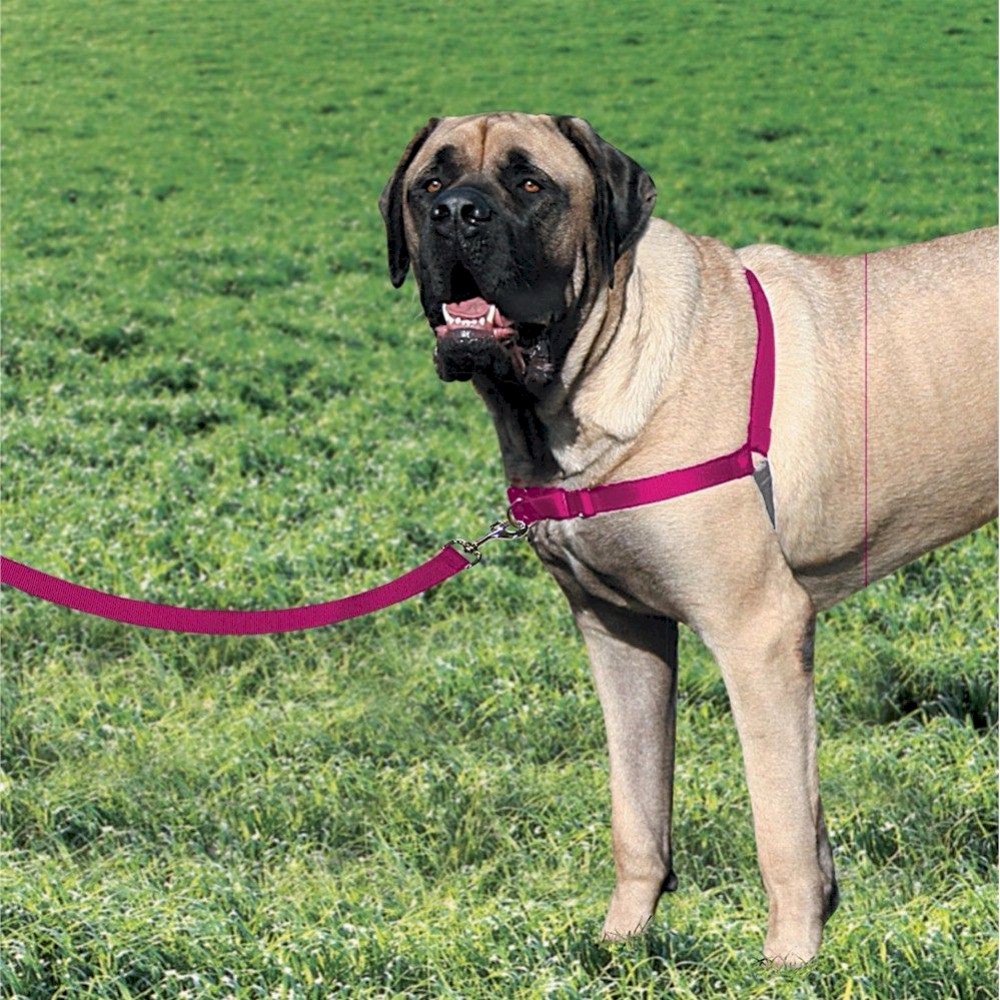 Easy Walk Big Dog Harness - Extra Large - Raspberry Pink 