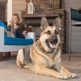 PetSafe SMART DOG™ Remote Trainer Blue Tooth Connection PDT19-16200
