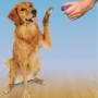 Clik-R™ Dog Training Tool