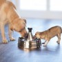 PetSafe 360 Stainless Steel Pet Fountain – Adjustable Flow, Spill-Free Water Bowl for Cats & Dogs