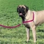 Easy Walk Big Dog Harness - Extra Large - Raspberry Pink