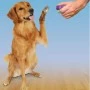 Clik-R™ Dog Training Tool