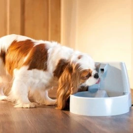 Water Fountains For Cats & Dogs