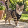 Black Cat Harness & Lead Set – Adjustable Escape-Resistant Walking Harness – Medium