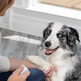 PetSafe Teach Treat and Train  Trainer 