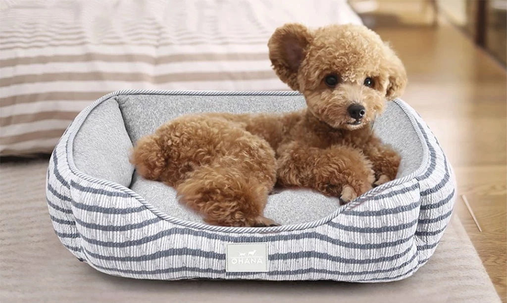 Comfortable supportive dog beds for puppies adult and older dogs