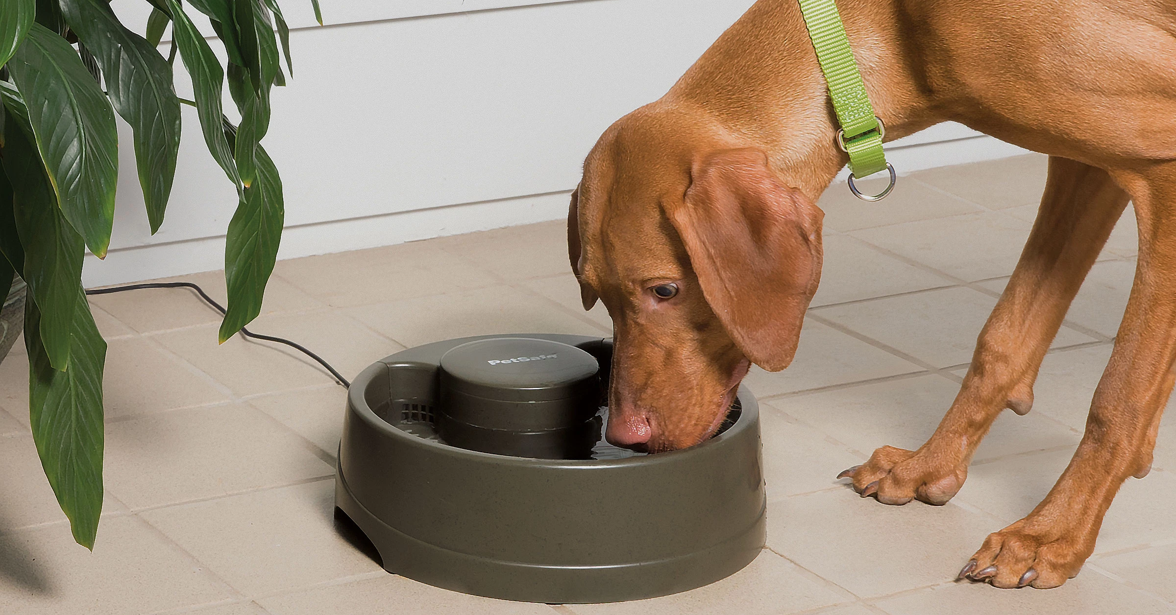 Dag taking a drink from a medium water bowl founta...</div>
					</div>
					
										
									  
					<div class=