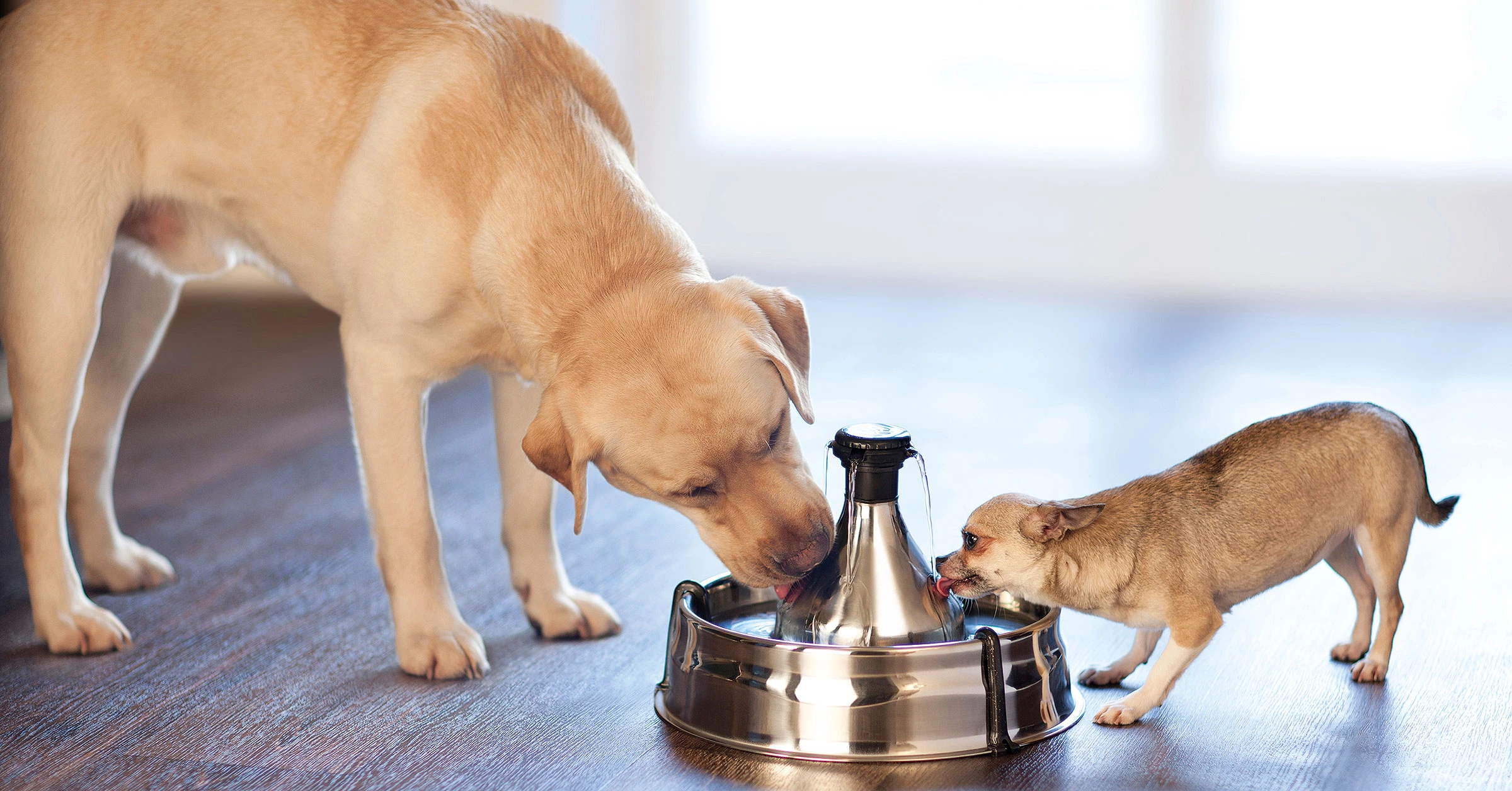 PetSafe Drinkwell pet water fountains for cats and dogs