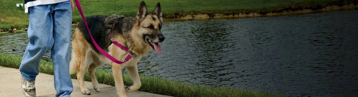 Non-pull dog harnesses headcollars and training leads