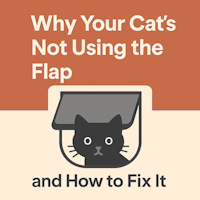 Why Your Cat’s Not Using the Flap (and How to Fix It)