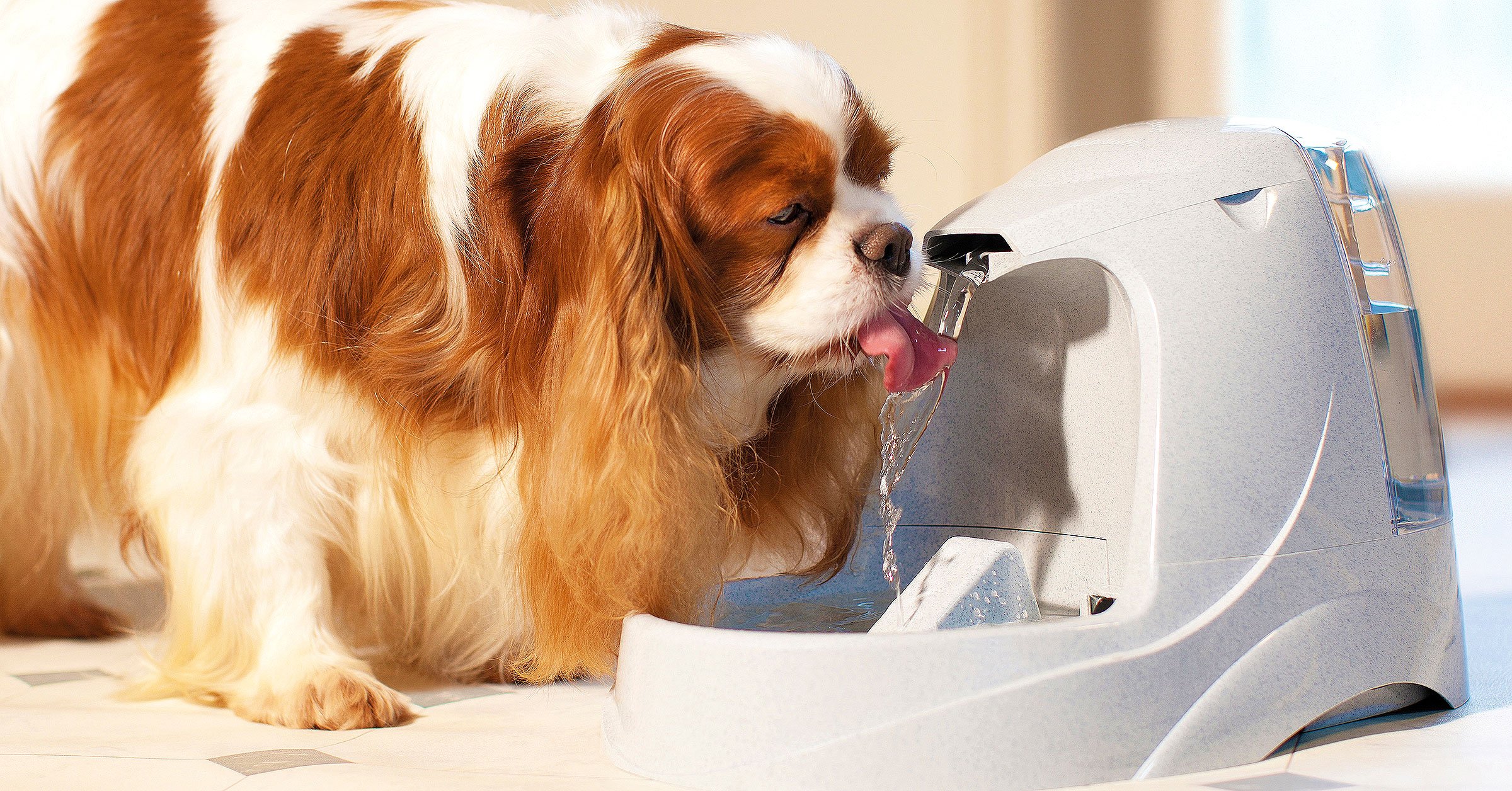 Running fresh water and a happy dog drink...</div>
					</div>
					
										
									  
					<div class=