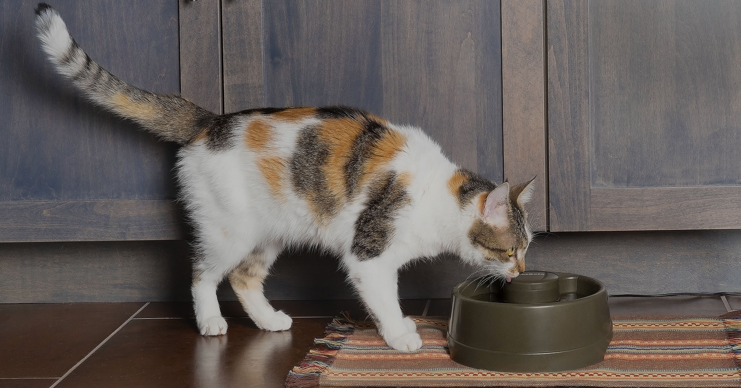 Cat taking a drink from the dog fountain from petSafe