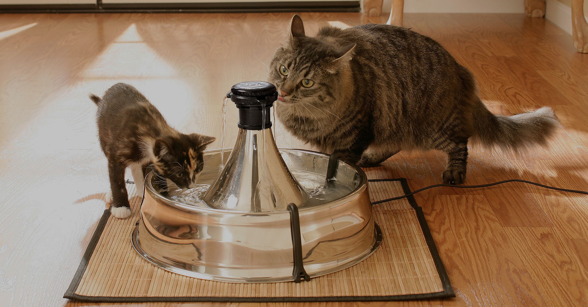 Two cats sharing the 360 water fountain from Drinkwell