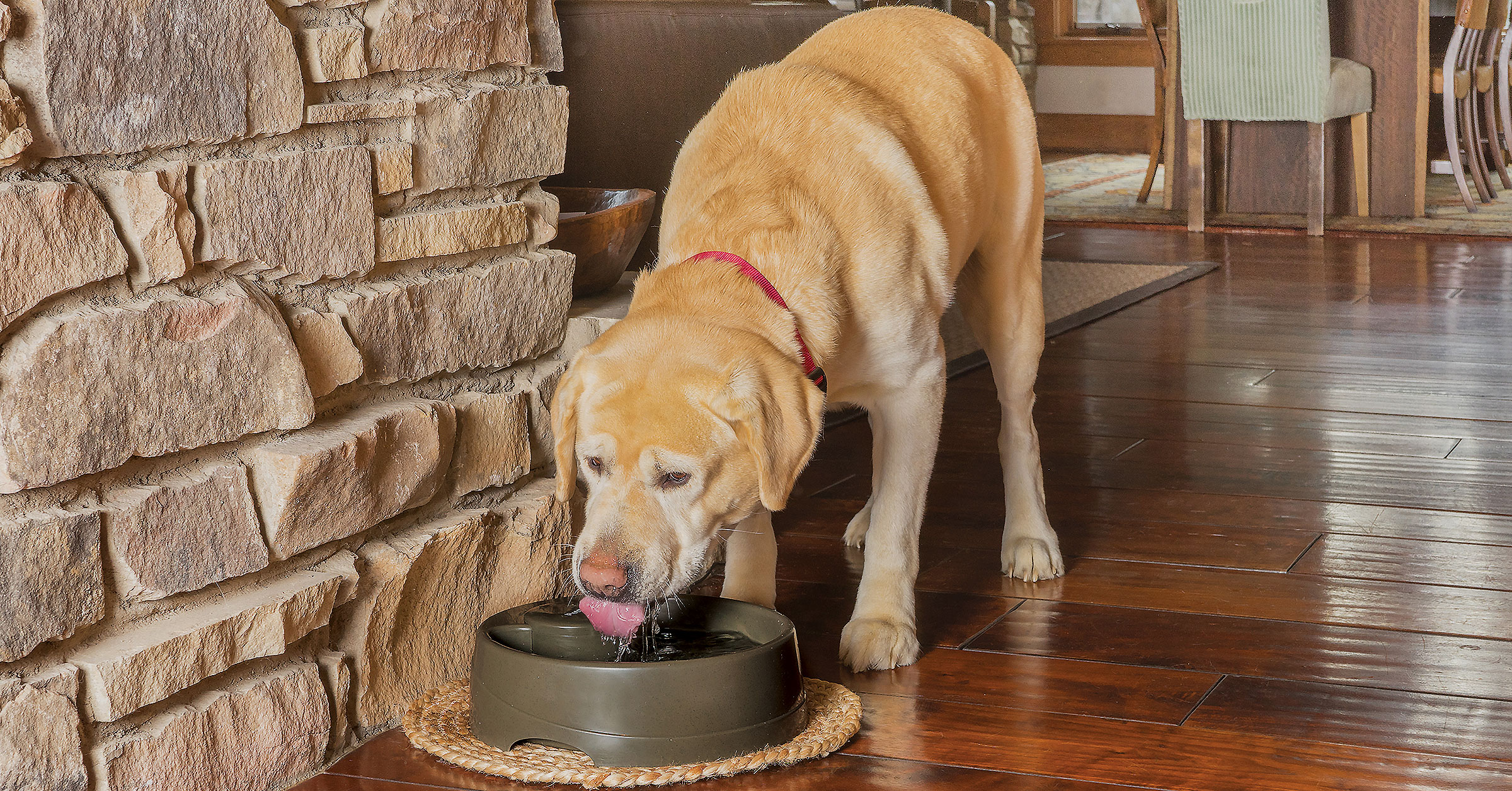 Dogs love drinking water from the ...</div>
					</div>
					
										
									  
					<div class=