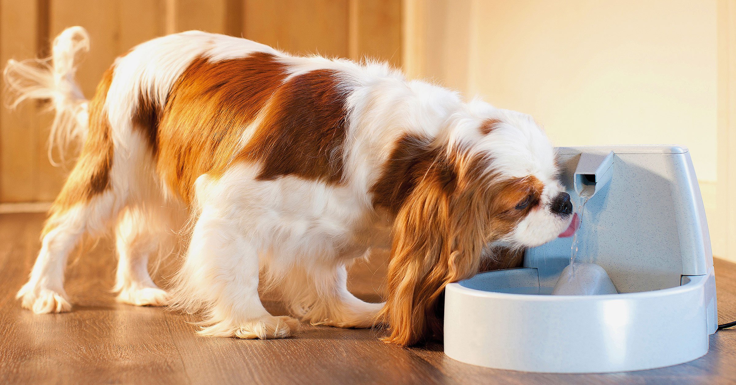 Dog drinking from a fresh water fountain from Drinkwell